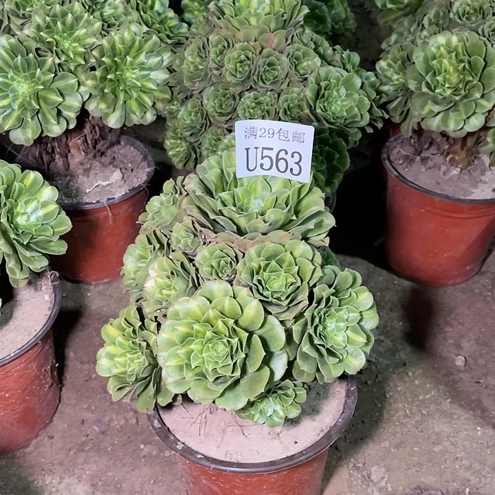 563翡翠琉璃    多肉植物