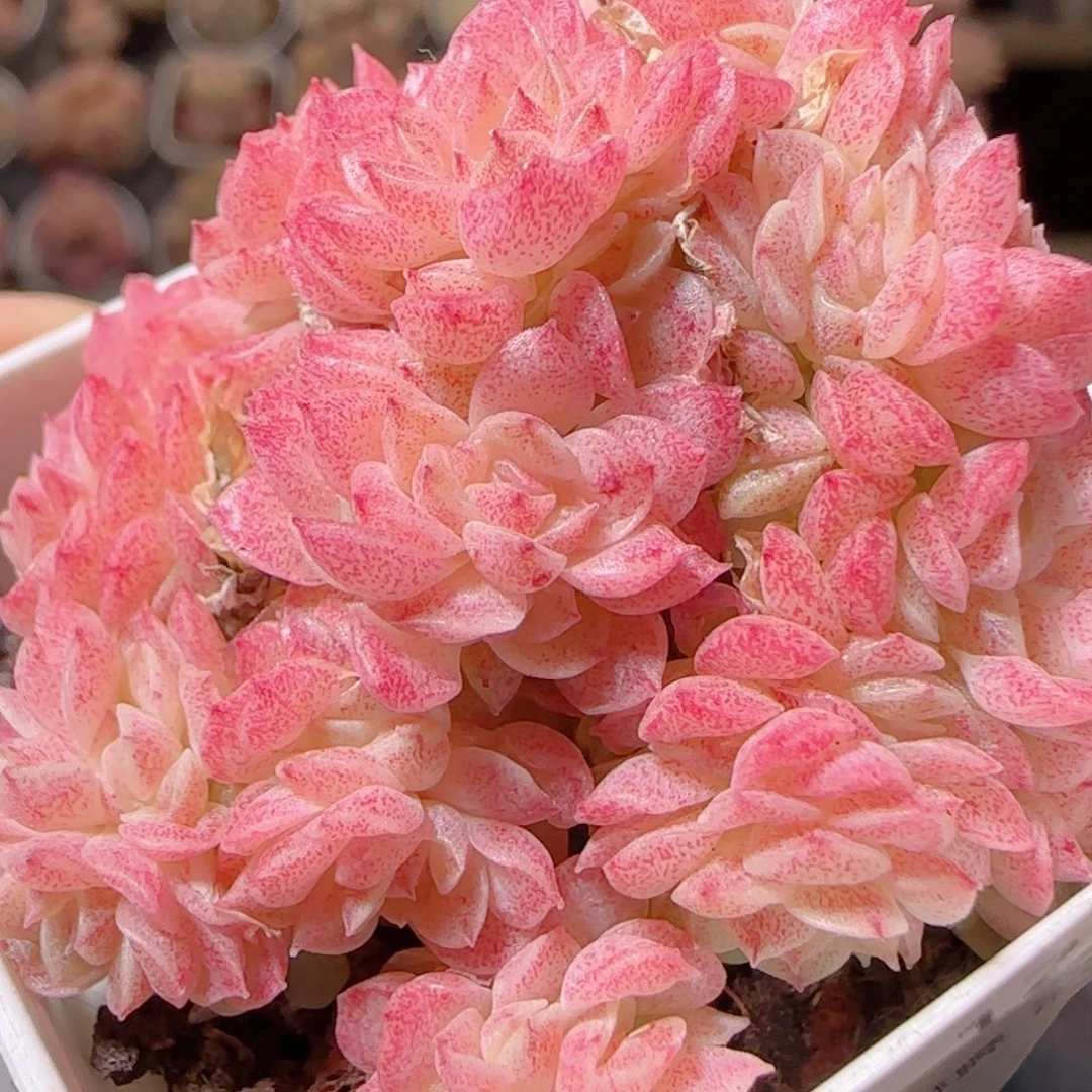 花语多肉1216-171散