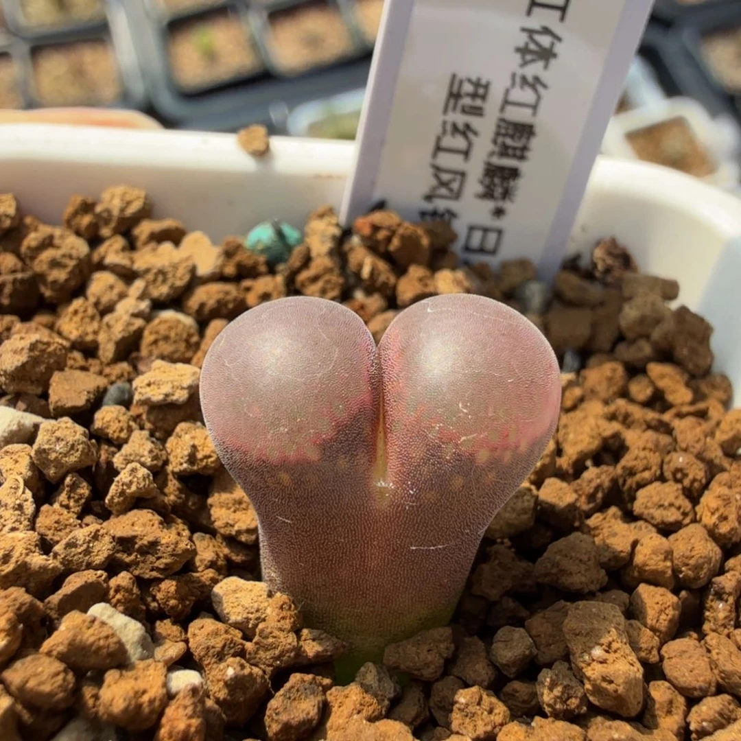 红麒麟*日本大型红风铃 10-28-L9