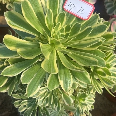 多肉植物金丝127
