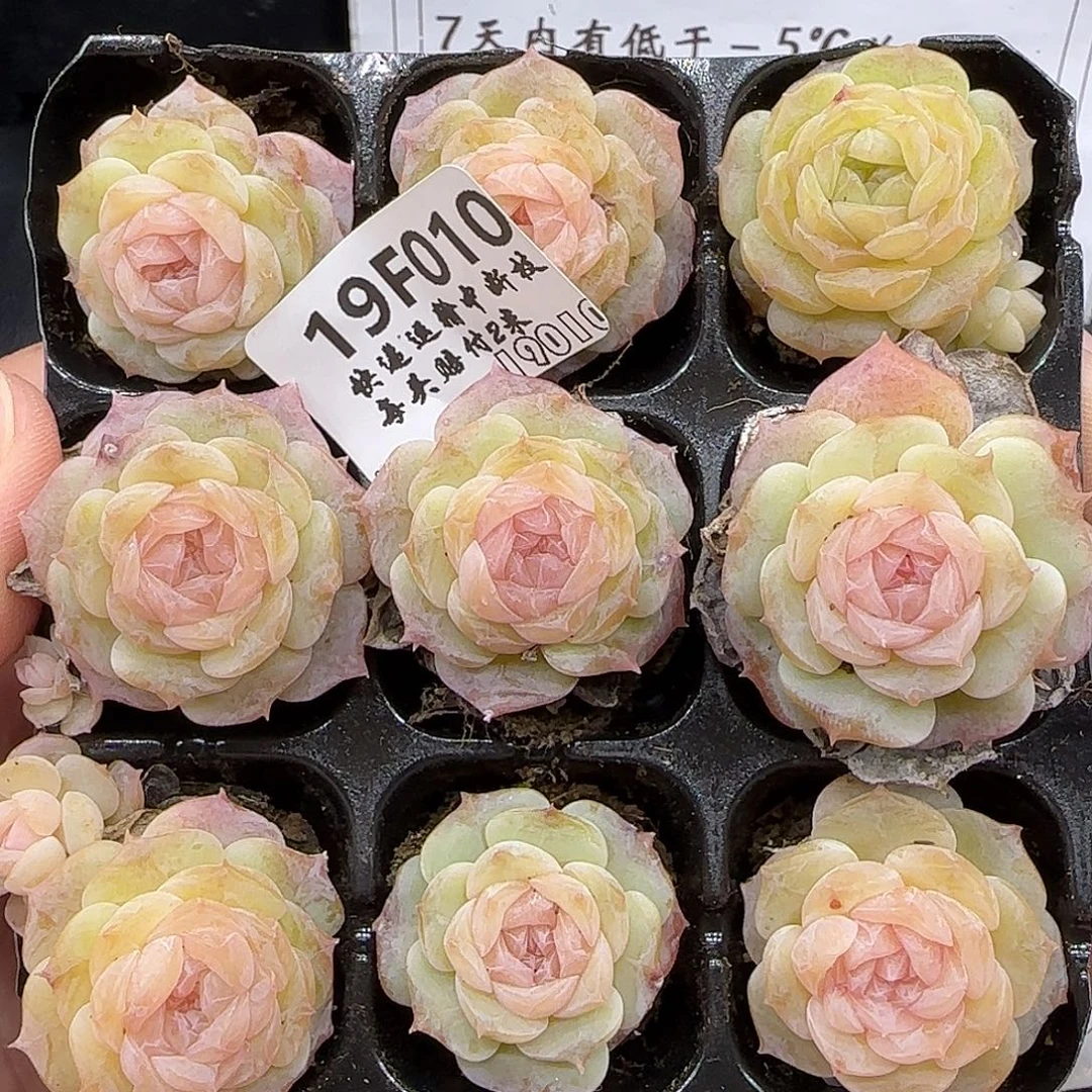 E***2010九棵糖心玻璃体