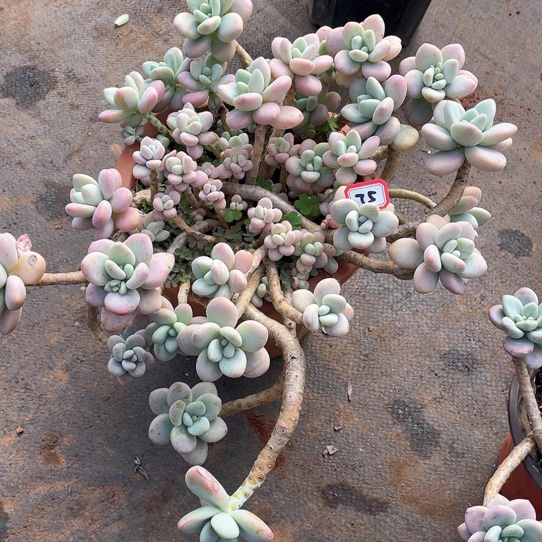 75洛神 一物一拍多肉