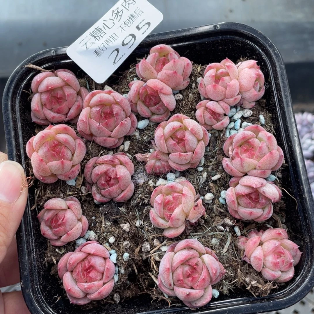 云糖心多肉植物295