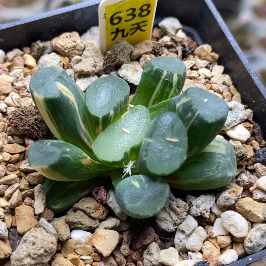 638号透镜万象锦带盆