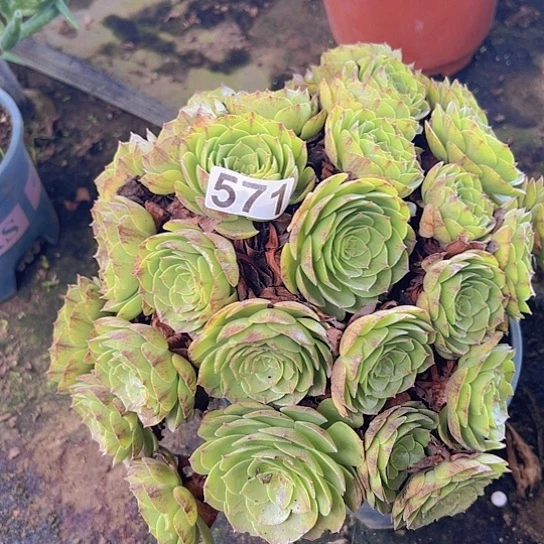 菊***茶多肉植物一个沙拉碗