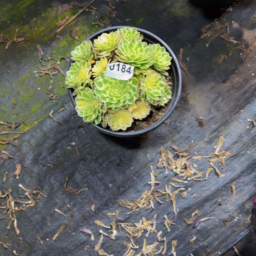 一**秋0184多肉法师锦111