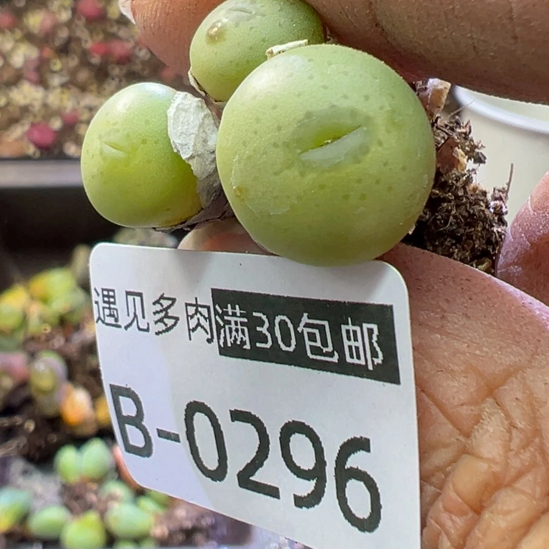 多肉植物11111111111111111