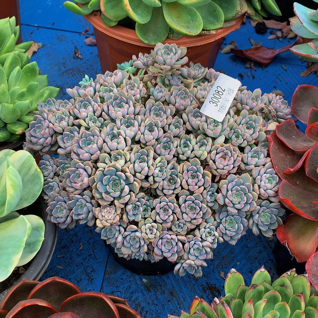 随***安   粉布偶多肉30082