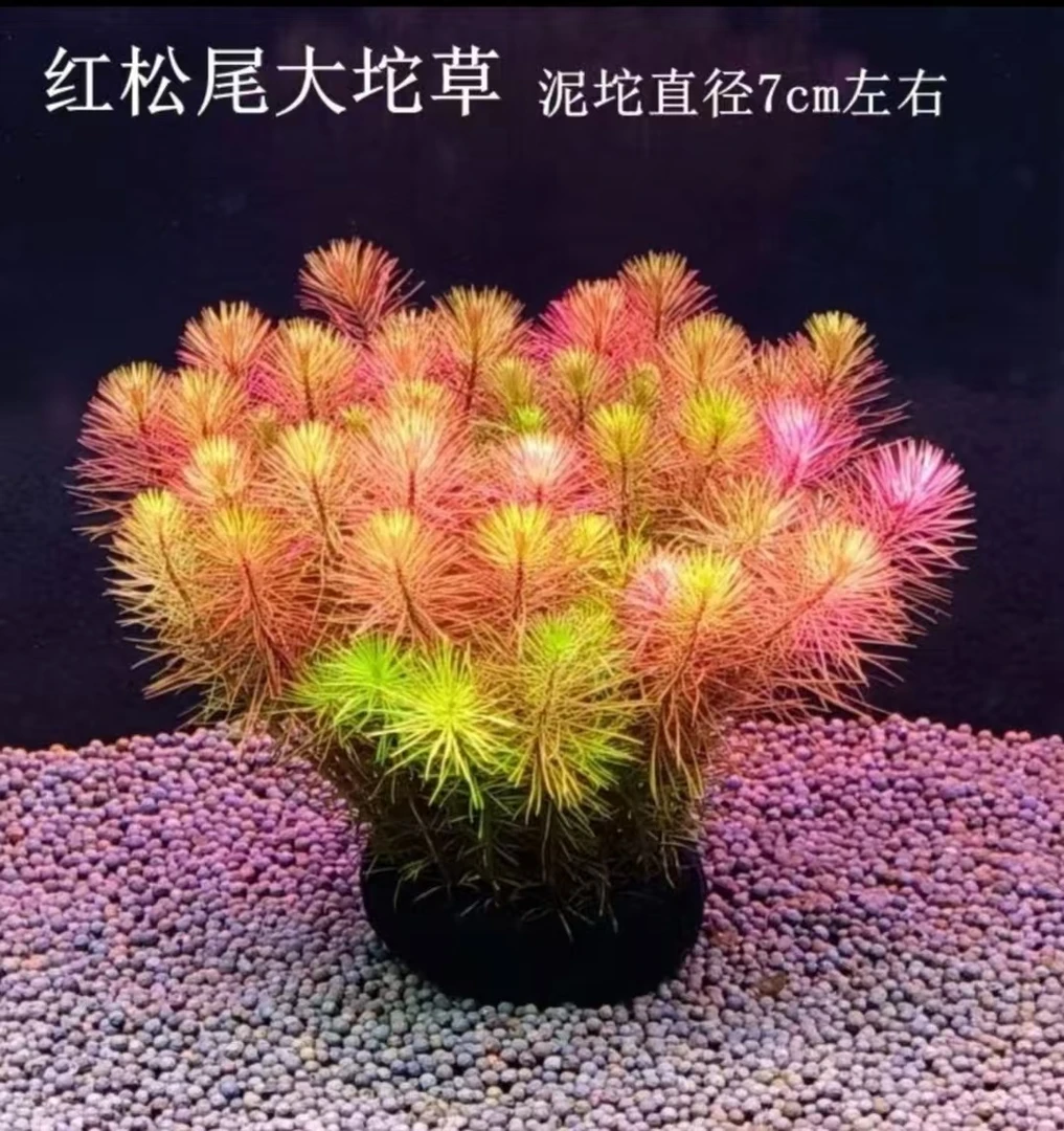 【红松尾水草】造氧水草 鱼缸造景无需底沙