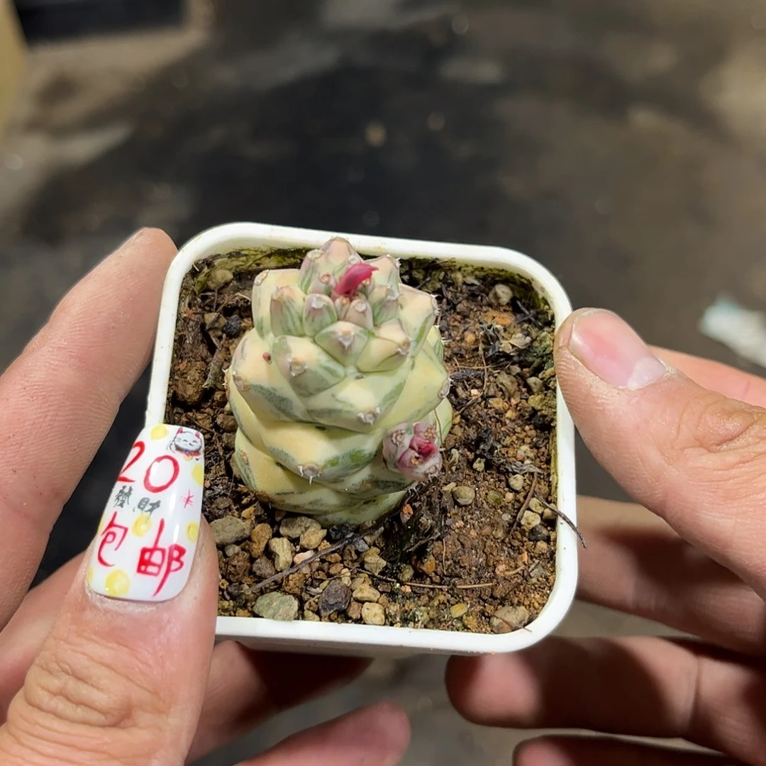 哔**啦7528一物一拍单头发货