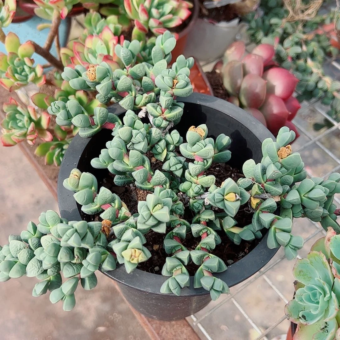 鹿角海棠多头造型精品特价