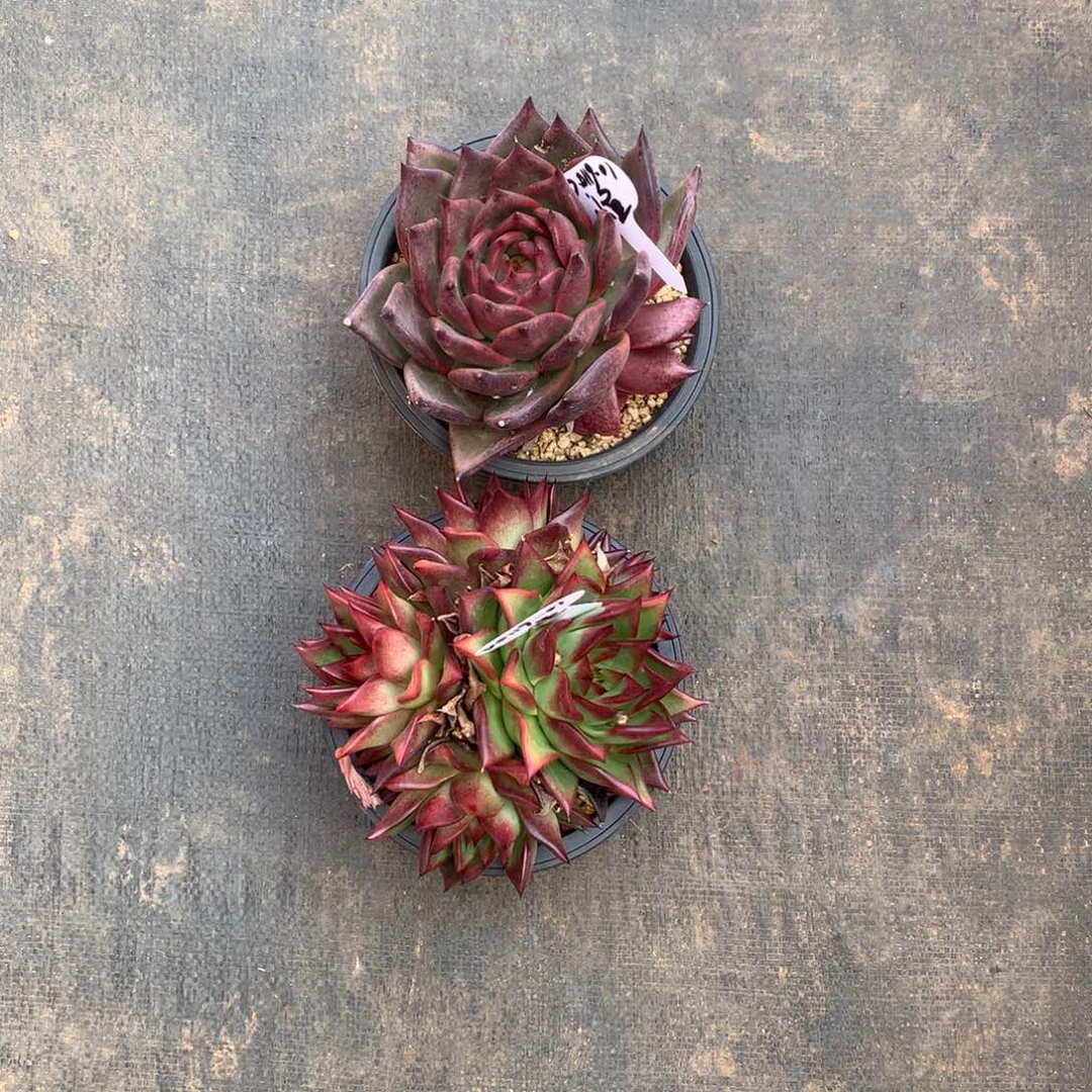 东云组拍0119-01（小鱼）