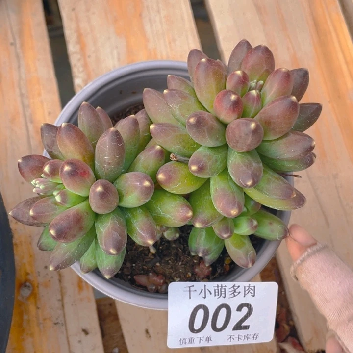 米**?谢谢你的支持00000002