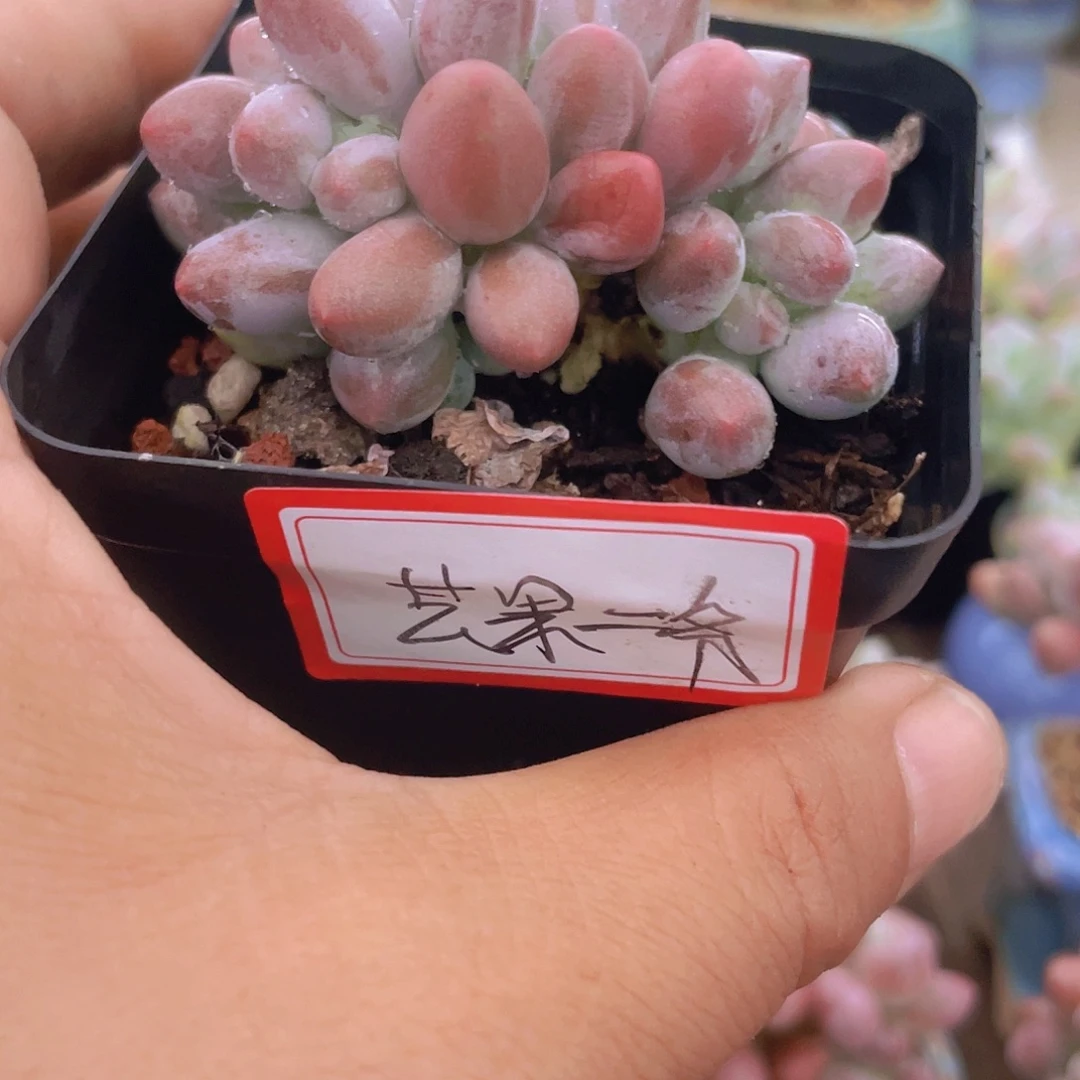 芒***爷多肉植物多肉植物