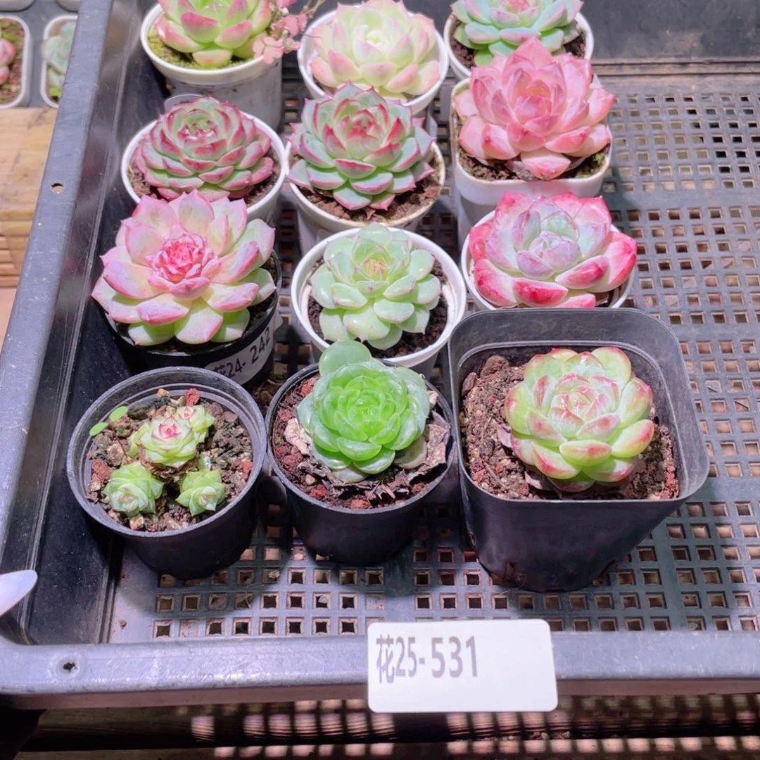 花利美25-531框拍12颗