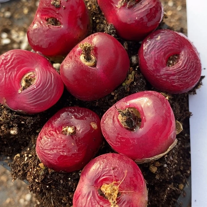 1718红蟠桃一组一组