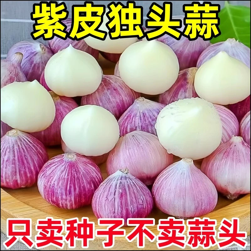 紫皮蒜种子紫皮蒜独子蒜干独头蒜蒜种子