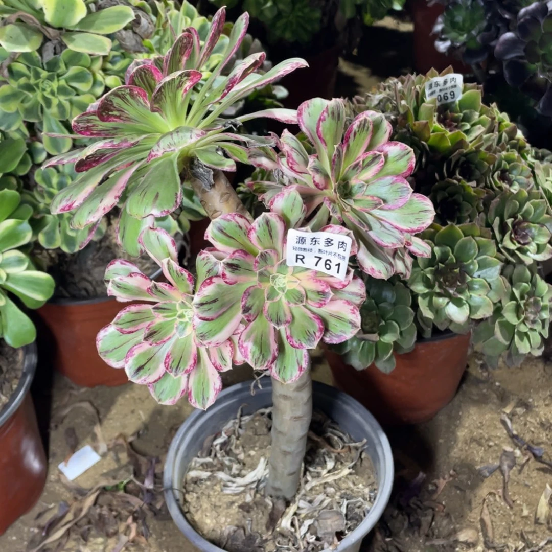 761v锦多肉法师断枝不包