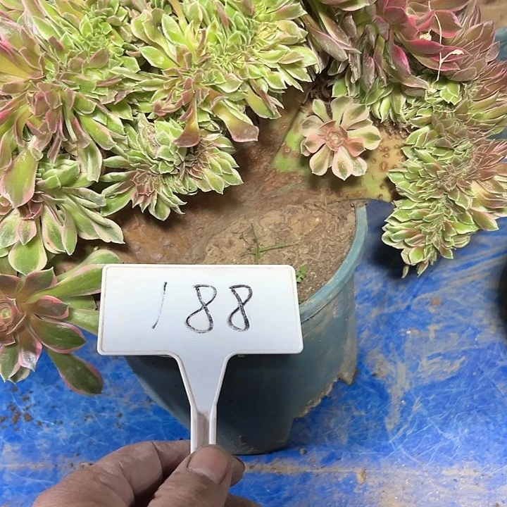 多肉植物女神缀花