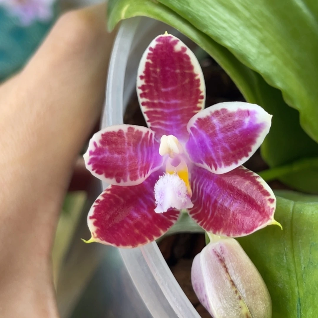 完全开放蓝麻雀-橘橘子-1350