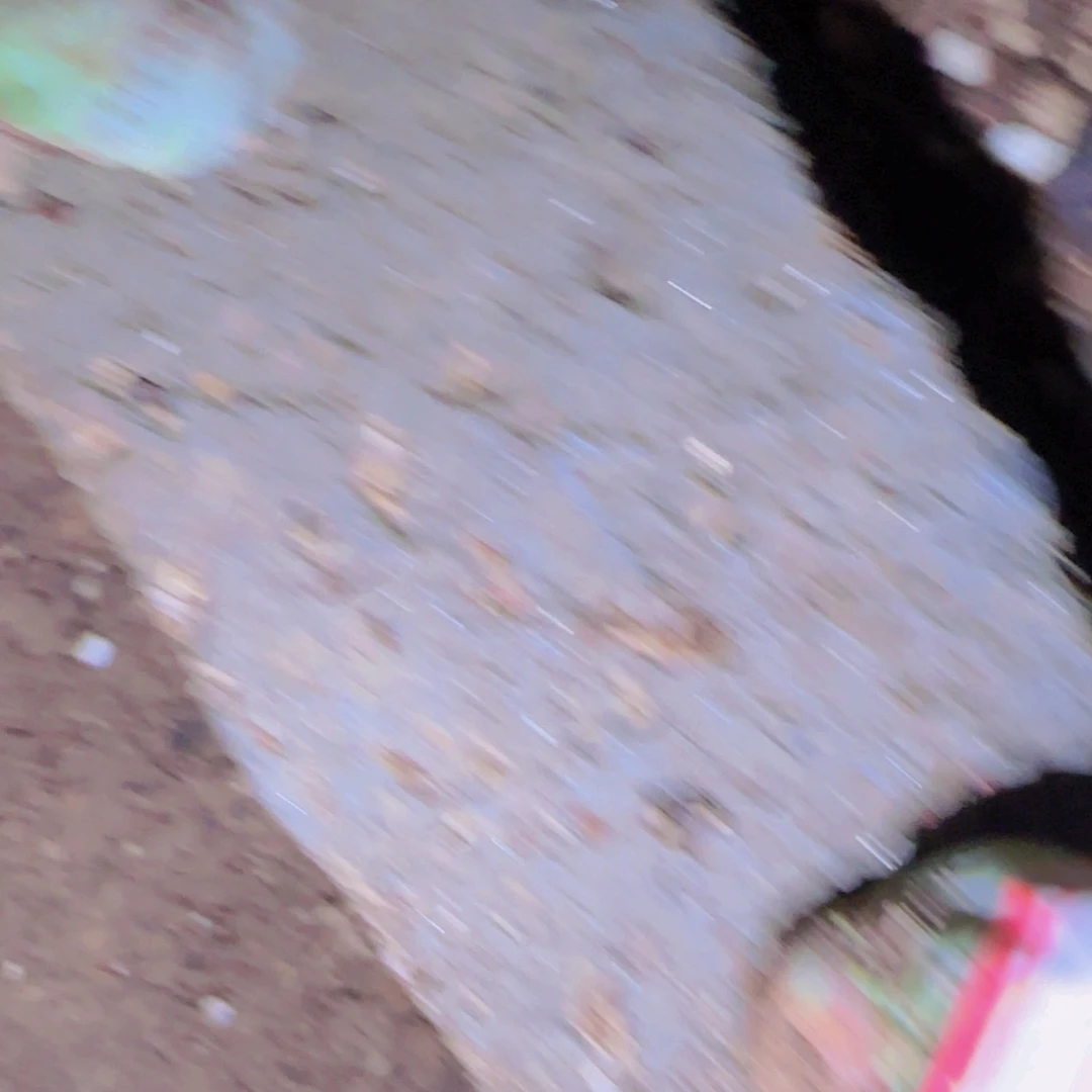 泡***高块根植物块根茎植物