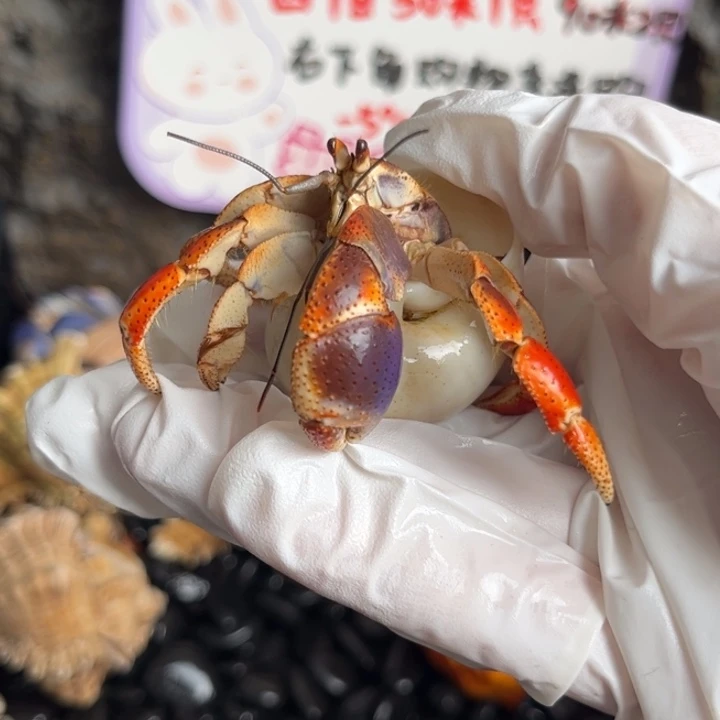 酒酿葡萄2.7口。