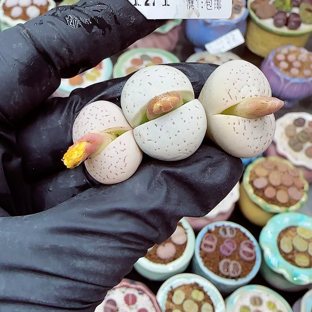 生石花满18包邮1124-25