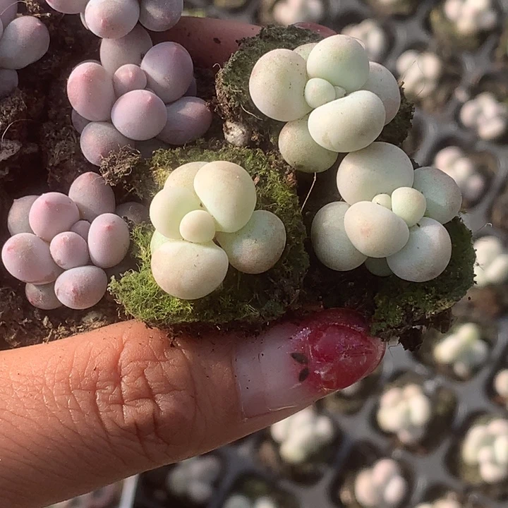 蛋黄奶5颗。 彩虹奶5颗。包邮