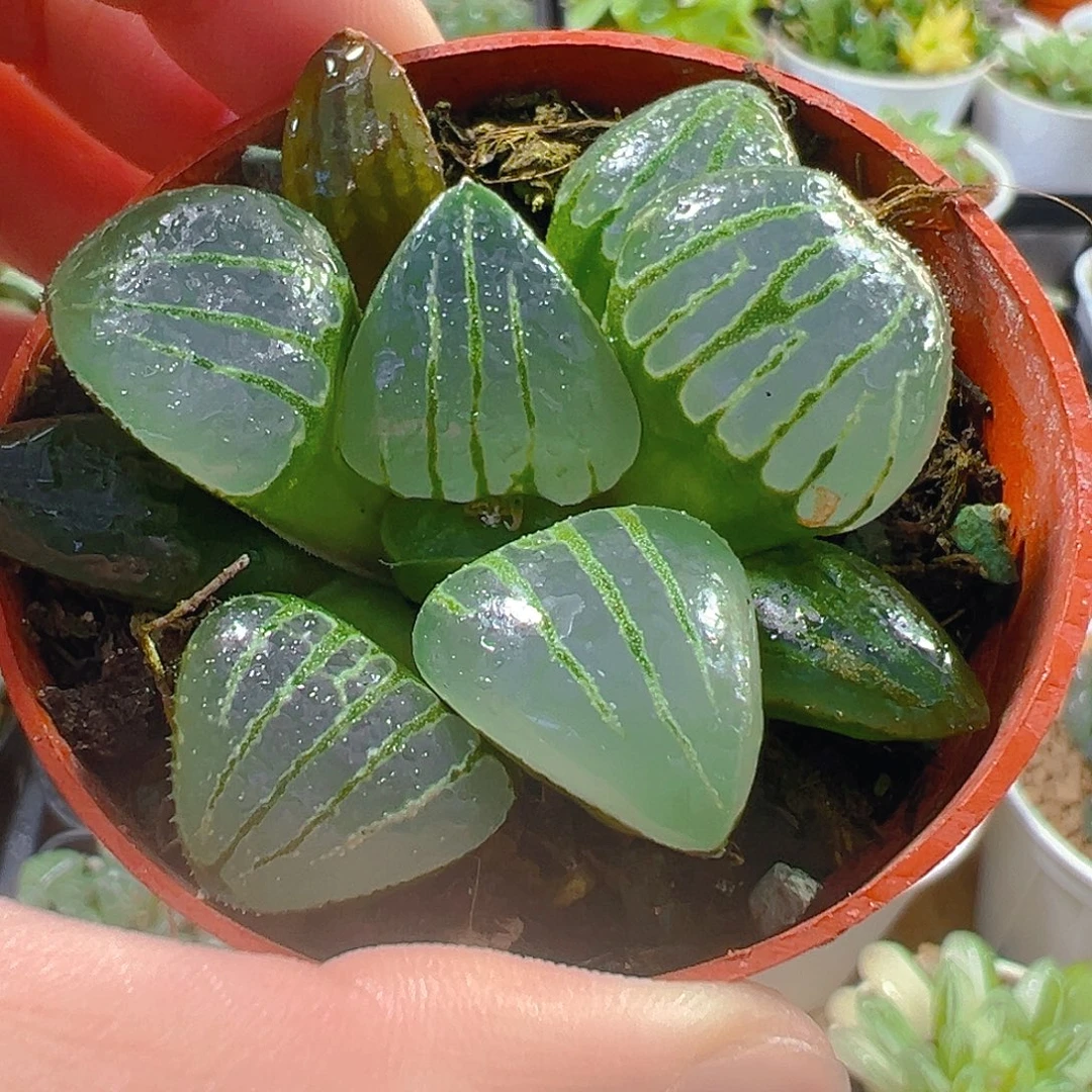 翠虎玉露多肉多肉1