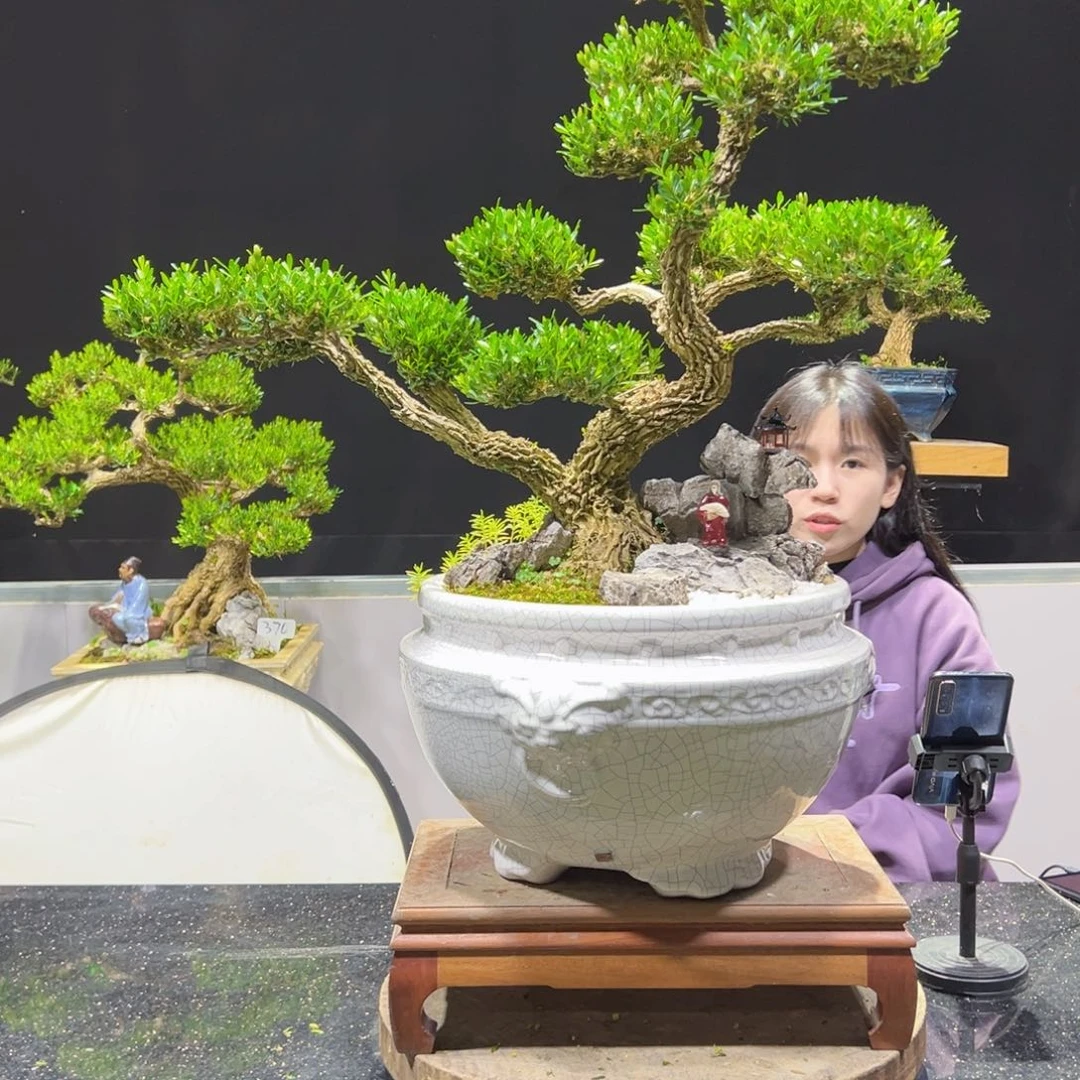 四季常青老桩黄杨盆景