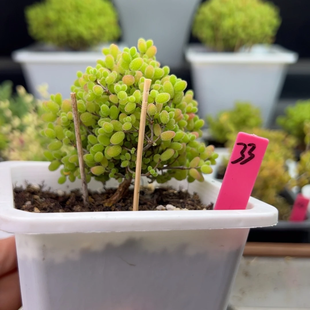 飘桩蜜橘33号10cm盆