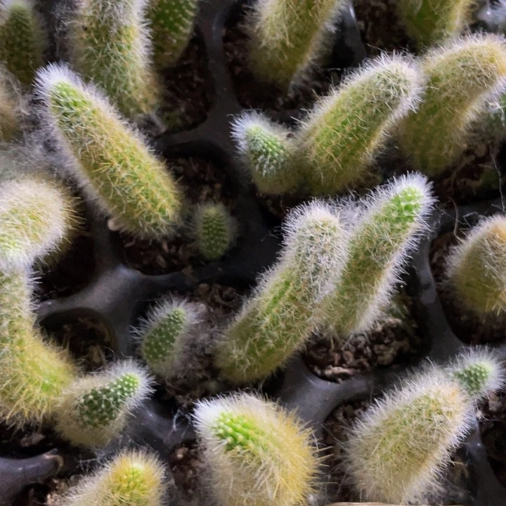 小九尾狐1元带土发