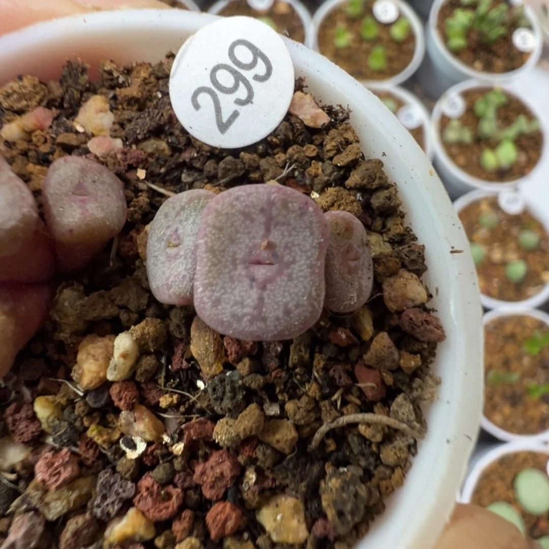 紫方碗3头一颗脱土29900000