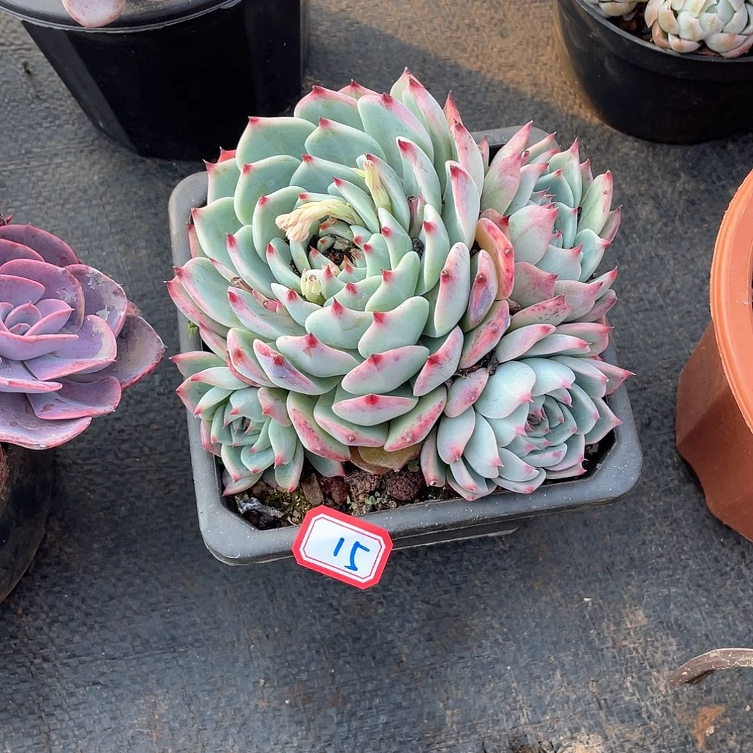 15吉娃娃 一物一拍多肉