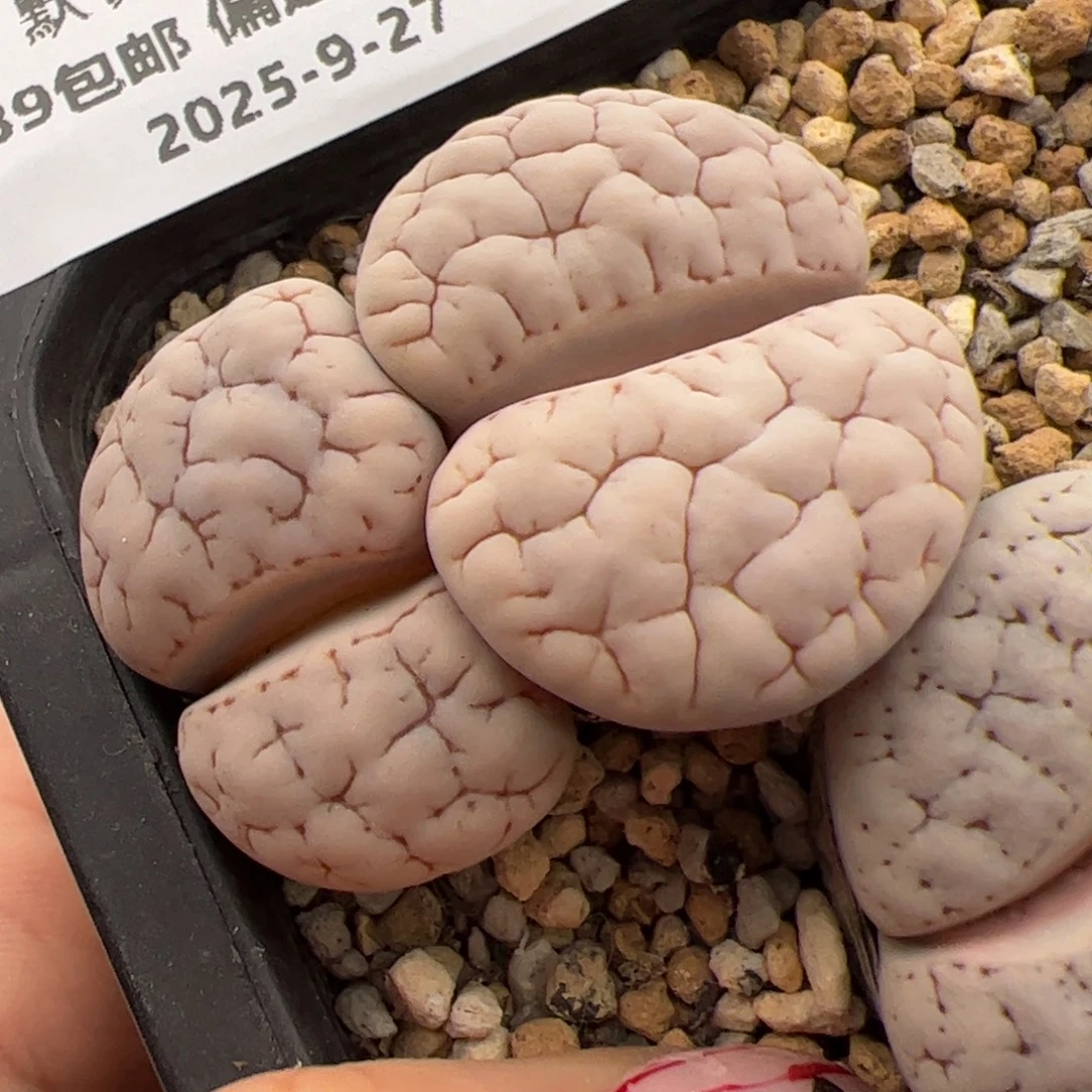0154号 189 多肉植物