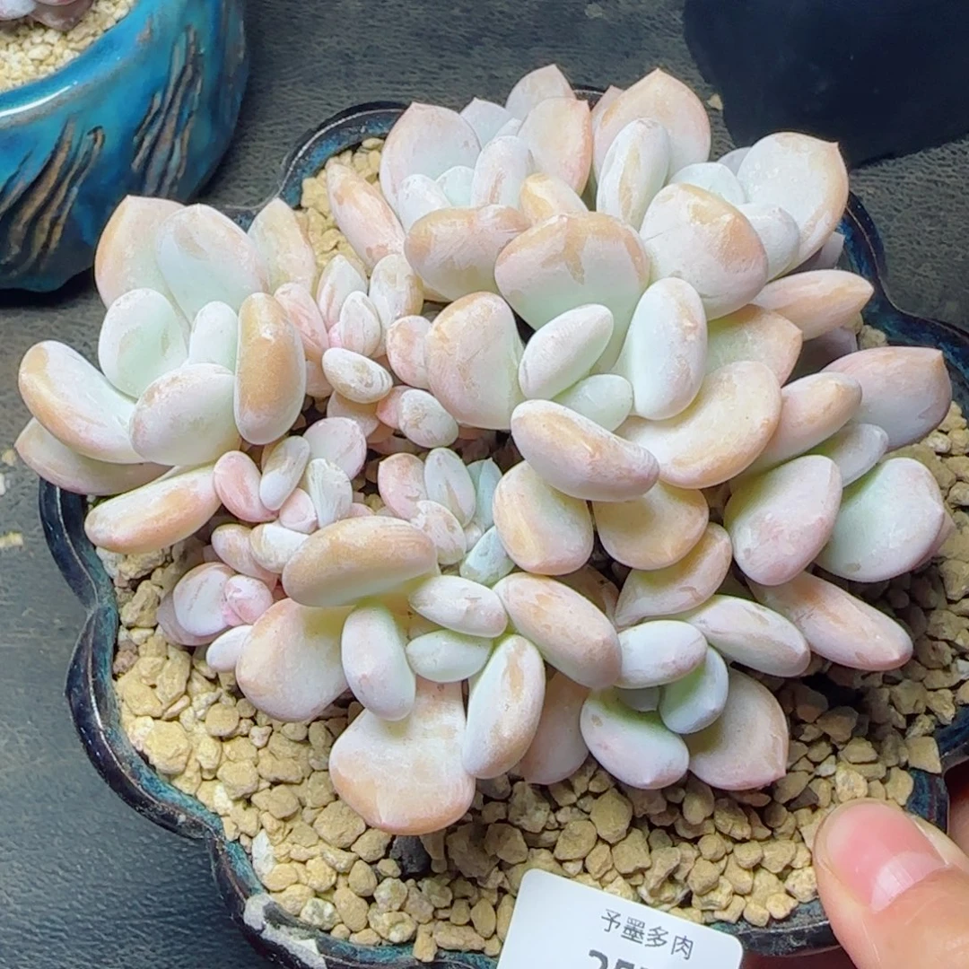 米雪美人，2574多肉植物