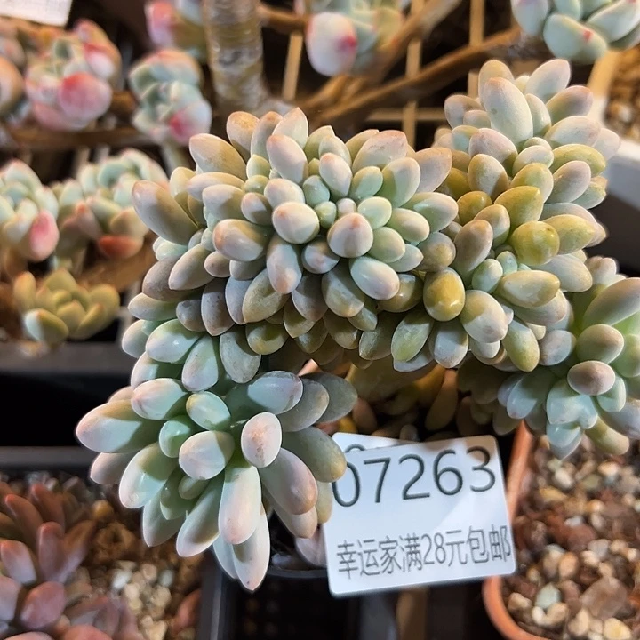 幸运的是我还没遇到过