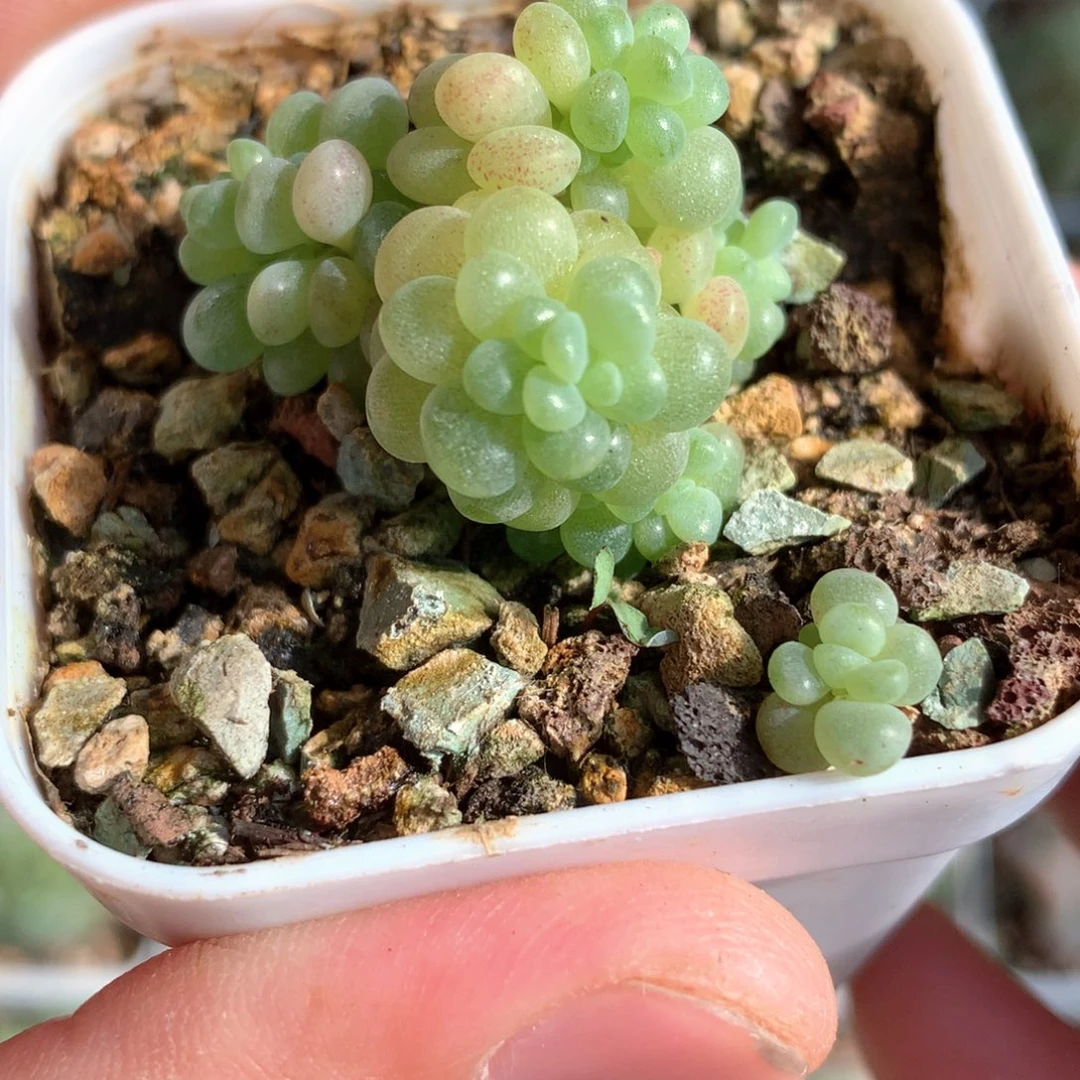 爆珠。               27号