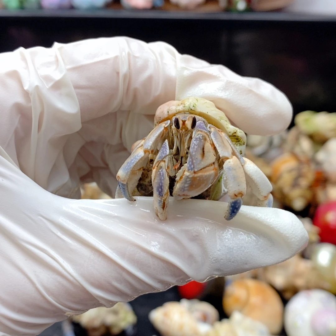 F4:蓝色奶呼呼1.8（磨尖）