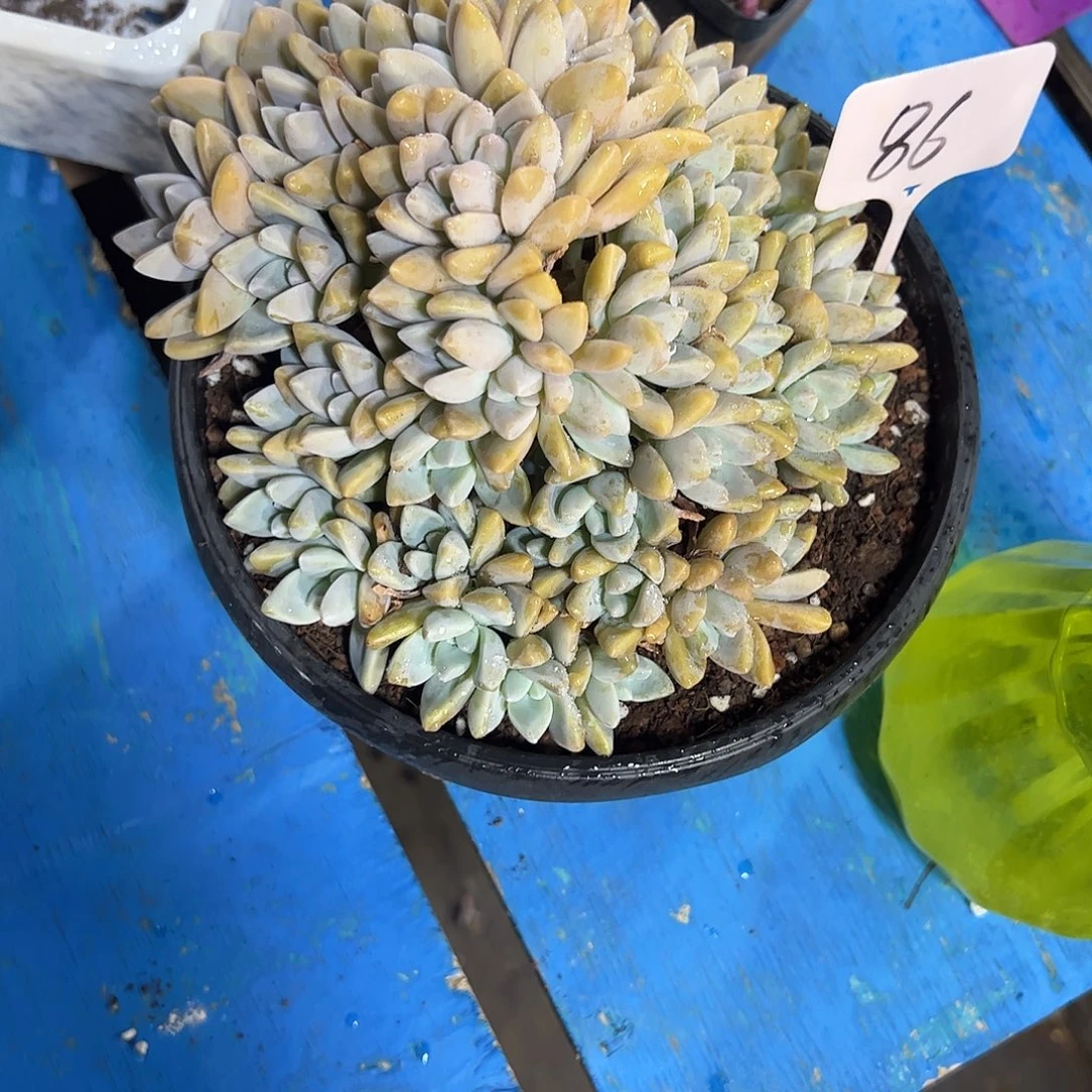 淡雪朵朵多肉植物