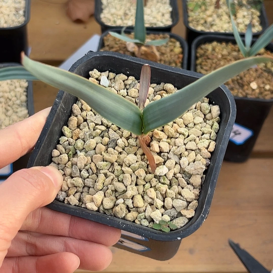 优选百岁兰，宽叶，8号