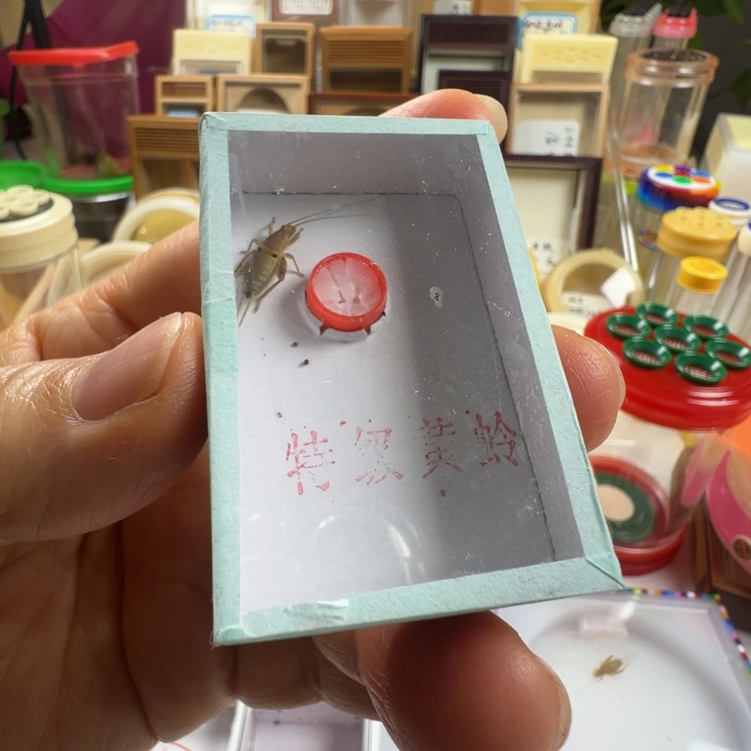 蟋蟀一只短须香槟仙子