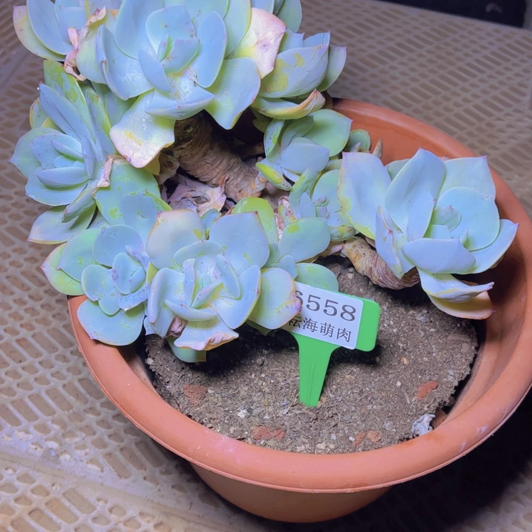 小***姨白凤6558多肉植物有砍