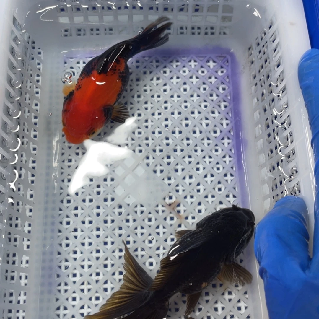 海水鱼花泰狮金鱼59