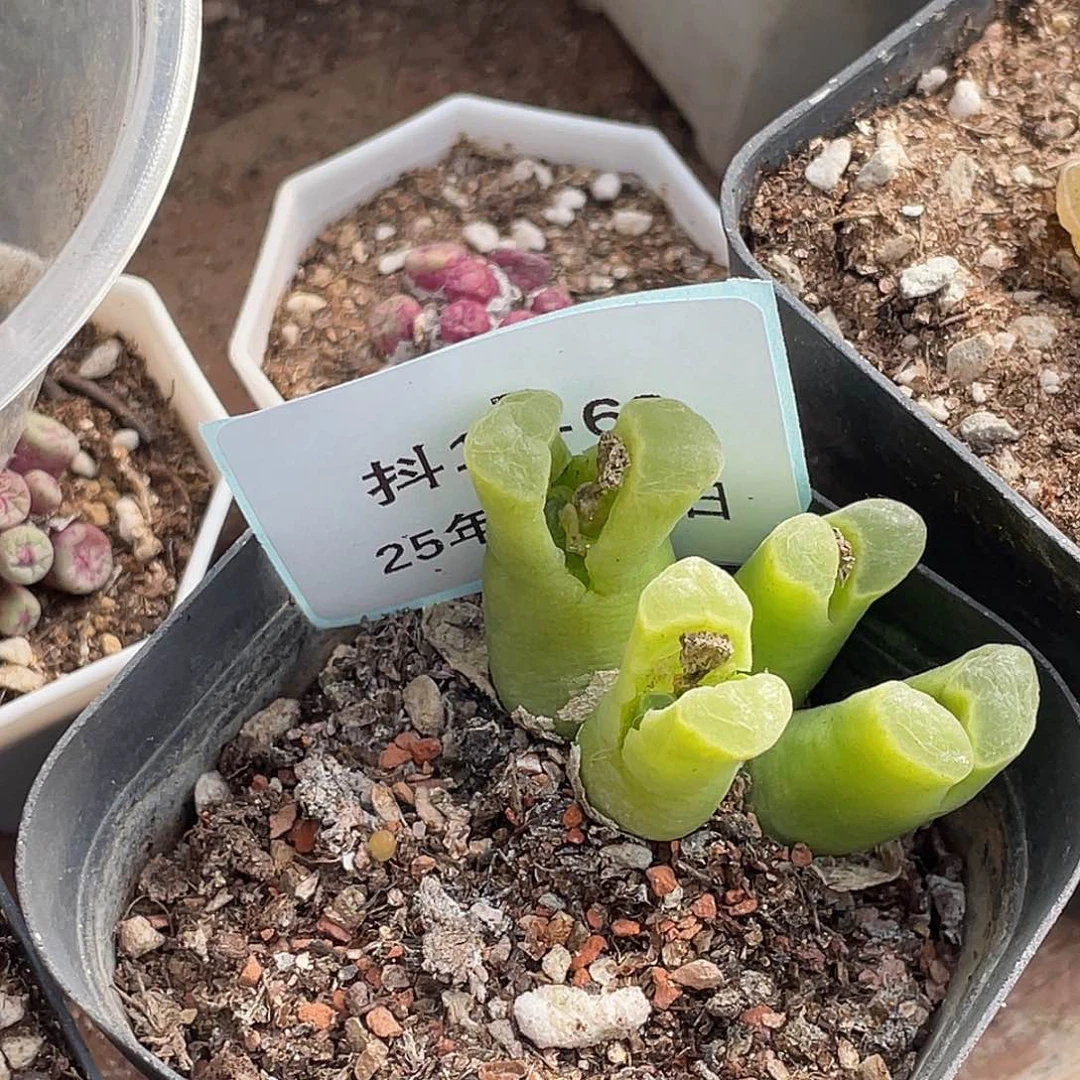 用****416-68肉锥多肉植物