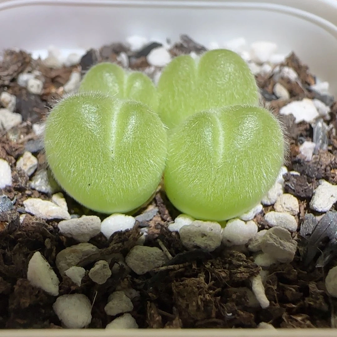 肉锥多肉植物组合-长毛翠滴1109
