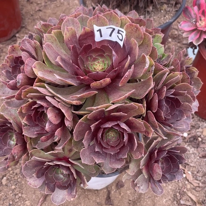 无花朵175多肉植物黑膜