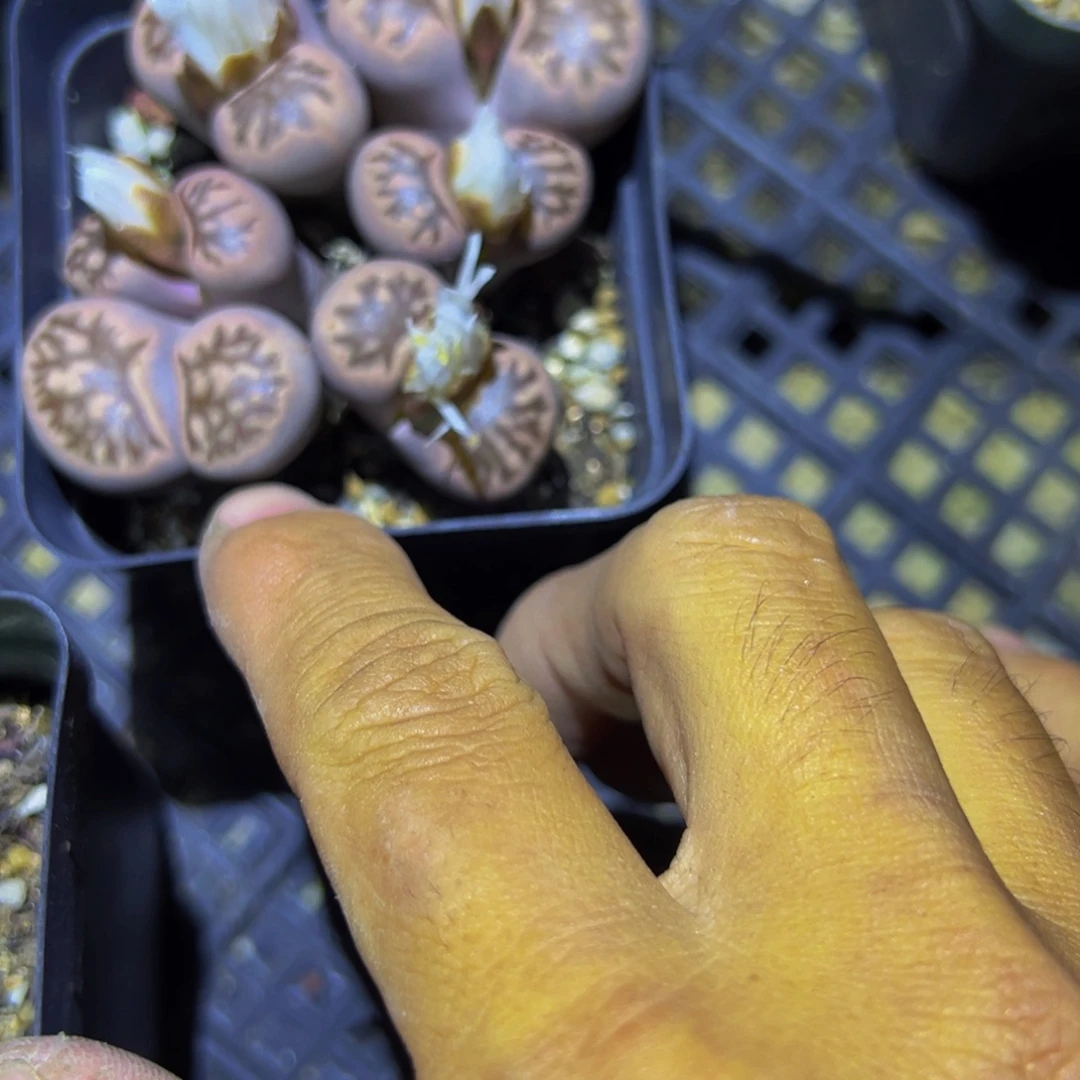 056 一物一拍，默认有伤，介意勿拍，不退不换