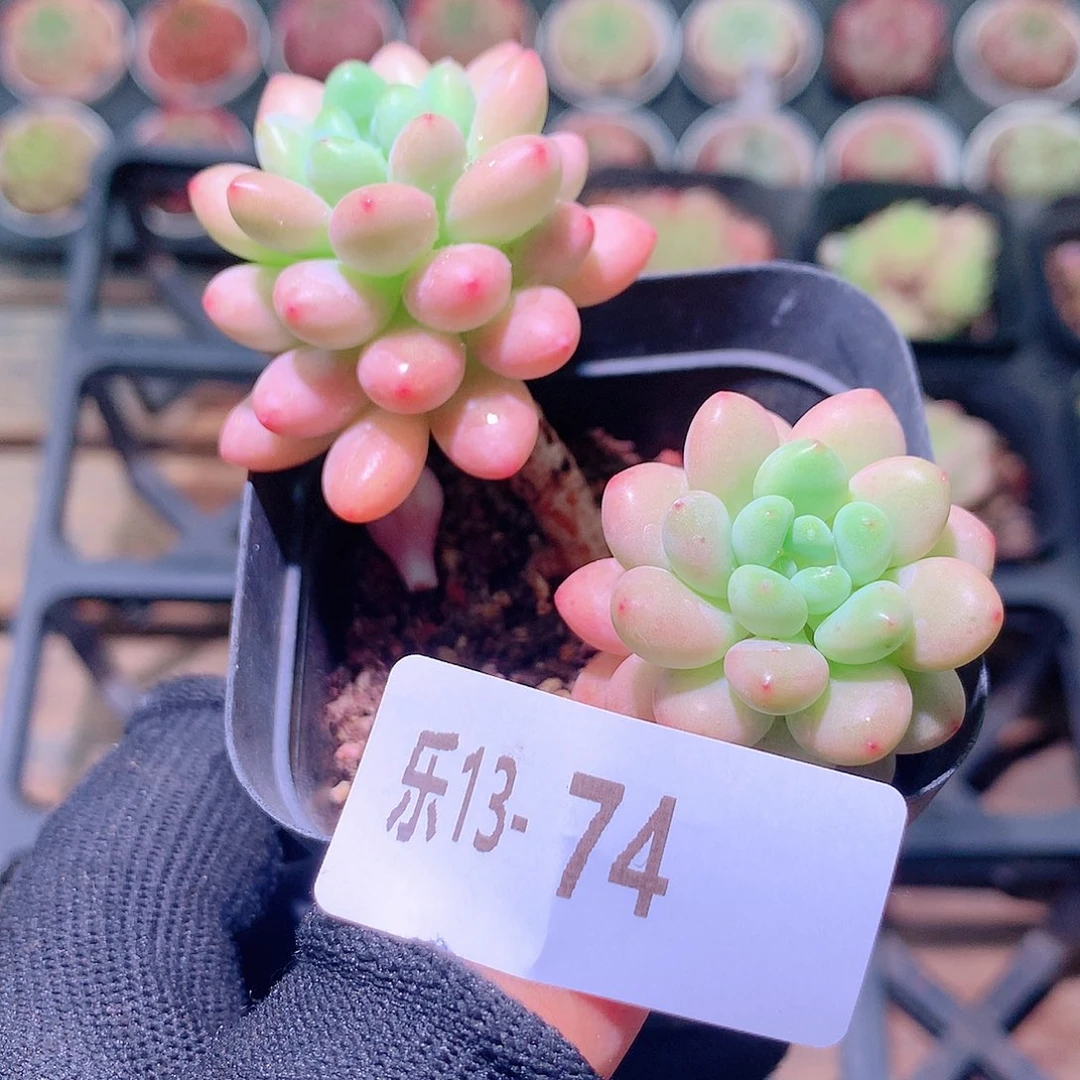 乐然13-74 洛可可