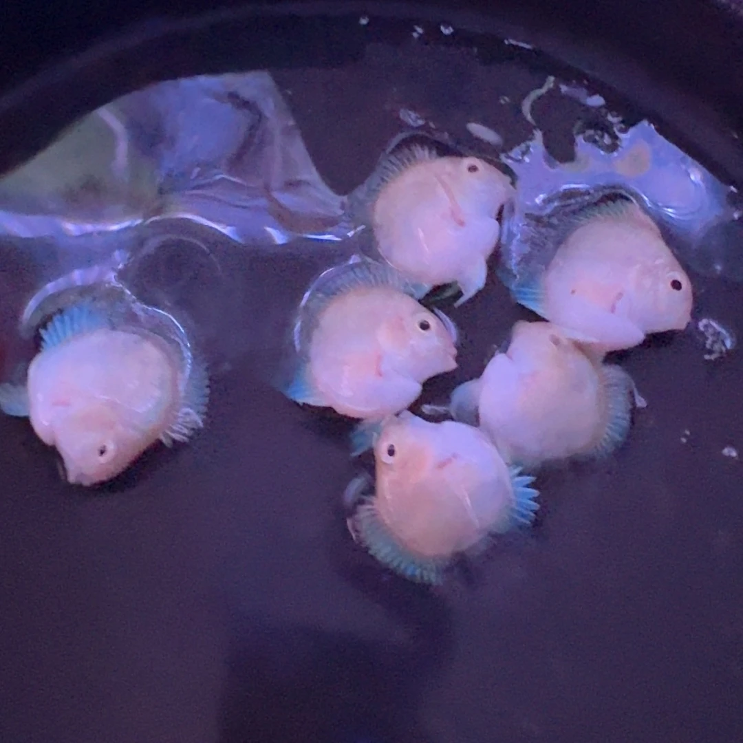 邵***室鹦鹉鱼白金四条送俩个被损